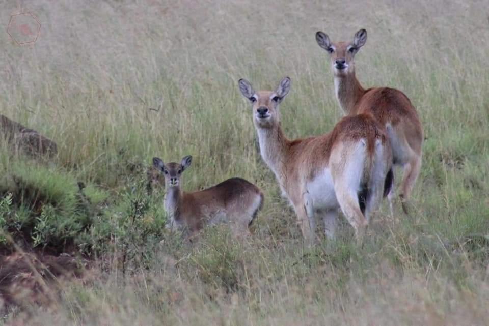 Letsatsi Game Lodge Smithfield Экстерьер фото